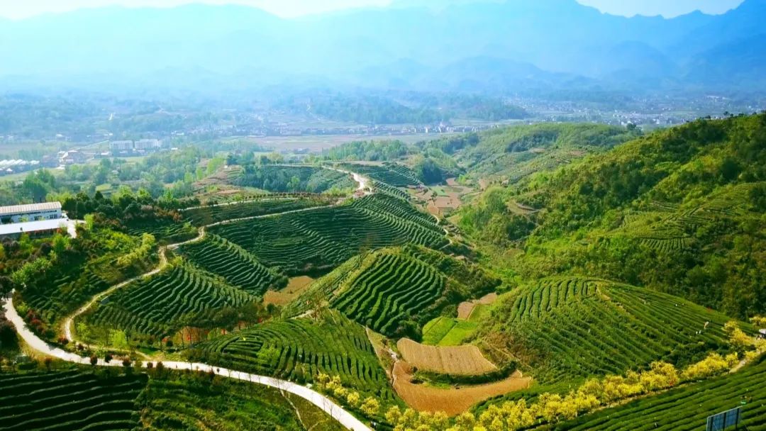 我市“白石毛尖茶制作技藝”被列入岳陽市第六批市級非物質(zhì)文化遺產(chǎn)代表性項目名錄