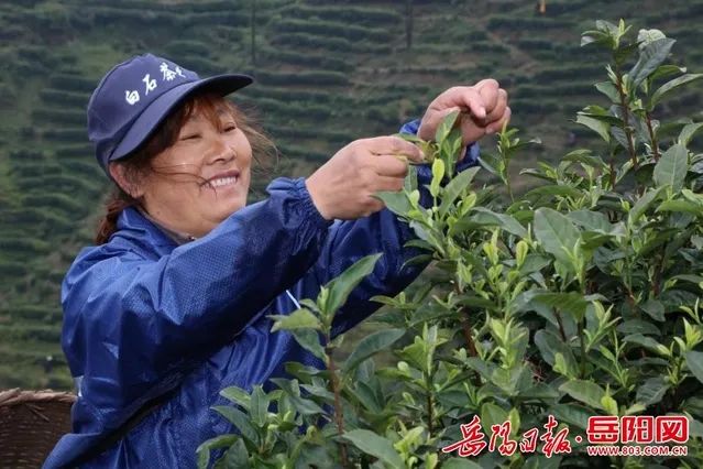 “白石毛尖茶制作技藝”入選市級非遺代表性項目名錄