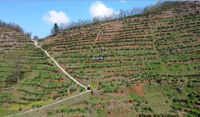 上春山 采春茶，白石春茶搶“鮮”開采