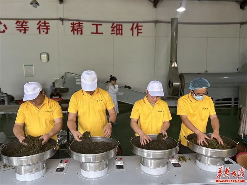 2024年第五屆“幽良山杯”岳陽黃茶（機(jī)械）制茶師大賽冠軍出爐