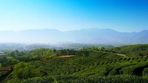 岳陽日?qǐng)?bào) | 天車嶺 一張锃亮的茶旅文化名片